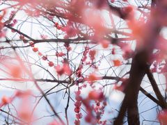 -新建村梅花