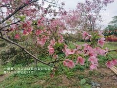 -天适樱花悠乐园