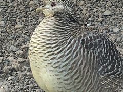 -青藏高原野生动物园