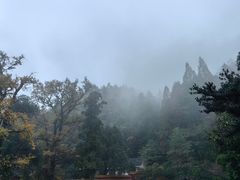 -天目山大树王景区