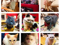 -猫色咖啡·猫咖