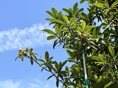 -硅谷蒙学幼儿园