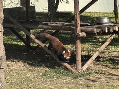 -合肥野生动物园