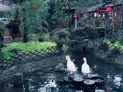 -青城甲(青城山店)