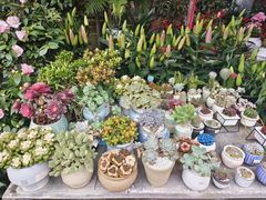-桂林市花鸟市场
