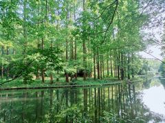 -上海共青森林公园