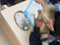 -全心全意连锁动物医院·微创中心·内科急重症·心脏专科(丰管路店)
