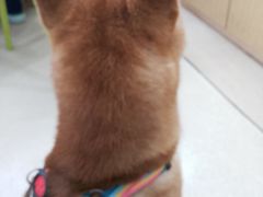 -爱侣宠医·鹦鹉专科·小型哺乳类·异宠专科(灵石路店)