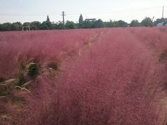 -鹅湖玫瑰文化园