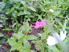 -七的湖·晚芳亭·阳澄湖农家菜·大闸蟹(莲花岛店)