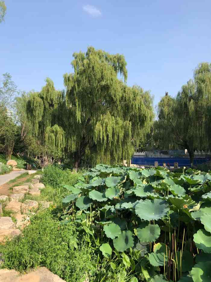 南长河公园图片