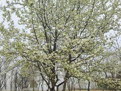 -盘龙城国家考古遗址公园