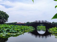 -荷塘月色湿地公园·向阳花洲