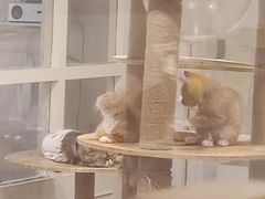 -楼上猫咖(罗湖店)