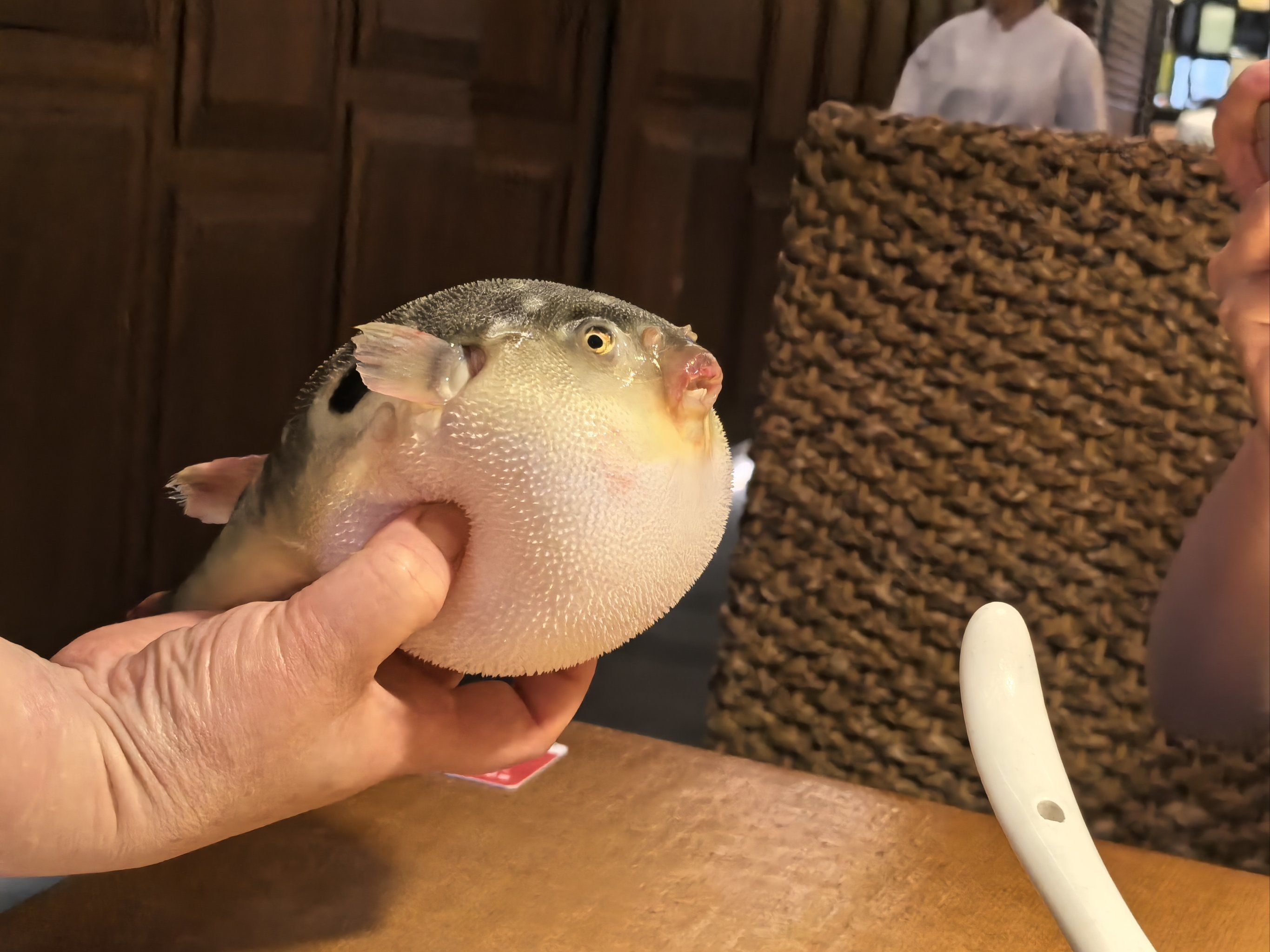 第一次吃河豚![点赞]