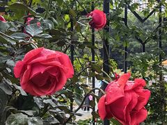 -人民公园(罗湖区)