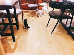 -万小咖.猫咖(中山路天虹店)