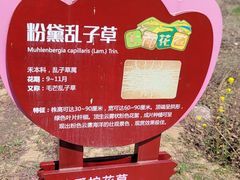 -古柏渡丰乐樱花园