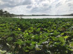 -东滩湿地公园观海楼餐厅