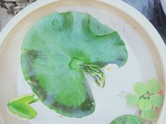 -秦美花卉(天朗·莱茵小城2期店)