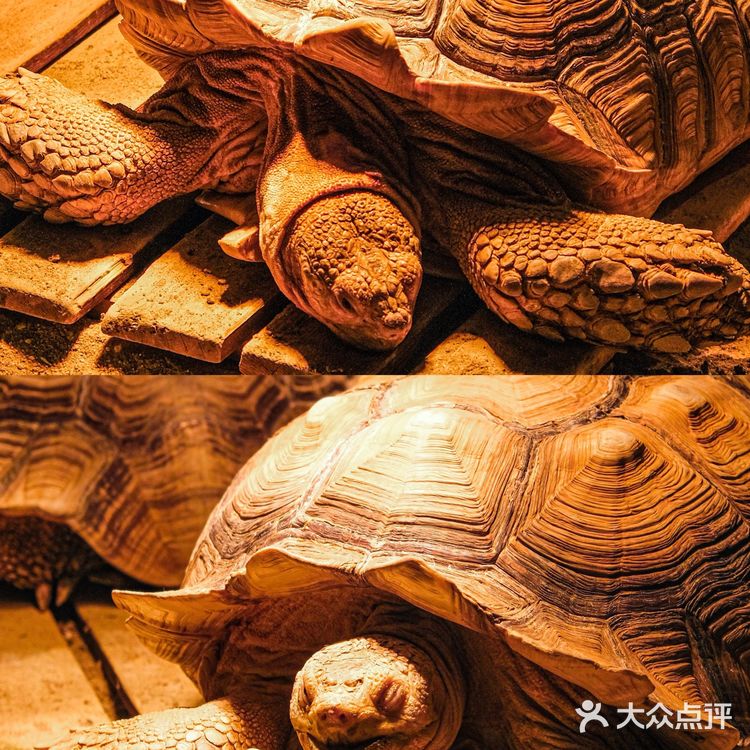 可以说是天津最大的室内动物园了