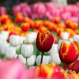 以水为媒，奏响五彩斑斓的春日序曲