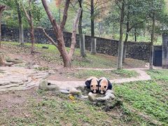 -都江堰中华大熊猫苑