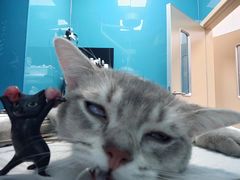 -爱诺耐芙动物医院(万博店)