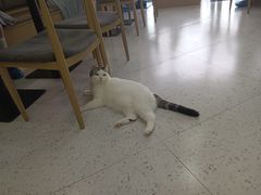 -喵园·猫主题咖啡厅·撸猫·猫咖(国贸店)