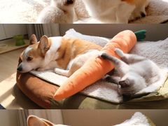 -北京京卫宠物寄养训练中心