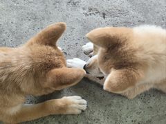 -柴犬高等学院·狗咖·柴犬售卖·宠物训练