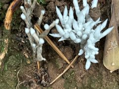 -上海佘山国家森林公园天马山园