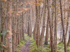 -桤木河湿地公园