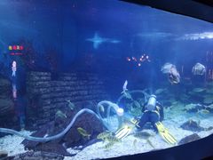 -烟台海昌鲸鲨海洋公园