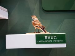 -国家自然博物馆