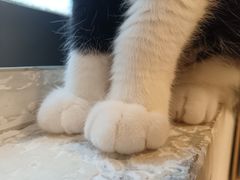 -有喵·猫咖·狗咖·30几只猫10只小狗(岗厦店)