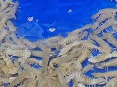-船梆煮•蒸汽海鲜·生腌干蒸(五四广场店)
