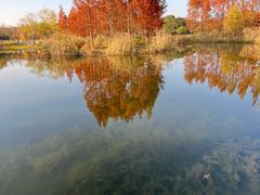 -贡湖湾湿地公园