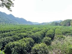 -中国茶叶博物馆(双峰馆区)