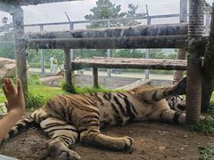-西霞口神雕山野生动物世界