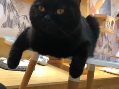 -滚猫咖啡·猫咖·猫友好撸猫(未来城店)