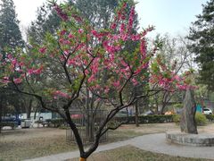 -北京大学燕东园