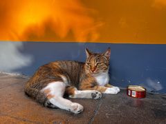 -龙华素斋(龙华路店)