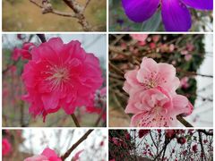 -南国桃园旅游度假区