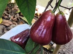 -港华水果街(港华广场店)