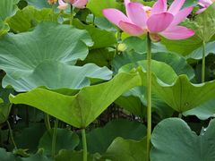 -西青郊野公园