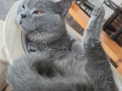 -蓝鲸·缅因猫舍