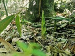 -武陵山森林公园