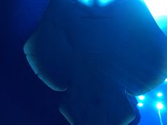 -迪拜水族馆及水下动物园