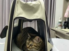 -宠物星动物医院·眼科·异宠·猫科(江南大道总院)